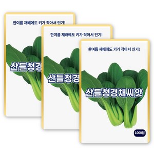산들 청경채 씨앗 1000립 고온 재배 가능하고 연중 출하 가능한 청경채씨 종자, 3개