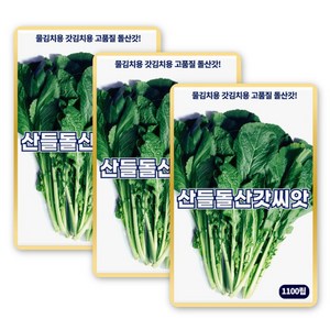 산들 돌산갓씨앗 1100립 각종 김치용 소량 돌산갓씨 종자, 3개
