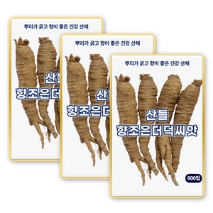 산들 향조은 더덕 씨앗 600립 뿌리 굵고 건강에 좋은 한방 약재 더덕씨 종자, 3개