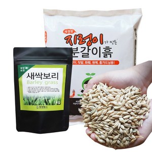 새싹보리 1kg + 분갈이흙 10L