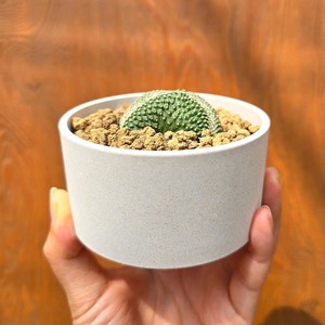 [행운팟] 친환경 생분해 코코넷 화분 세트 미니화분 소형화분 다육이화분, 실버그레이, 1개