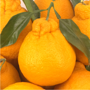 [특가세일] 당도특품 한라봉 고당도 선별, 1박스, 5kg 중과 (25과 내외)