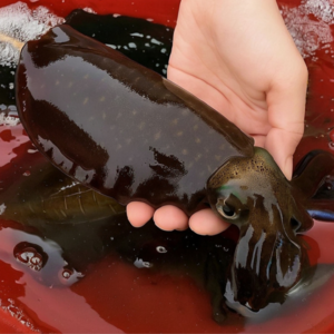 푸른마을 포항 새벽조업 직송 급냉 횟감 무늬오징어, 1박스, 1kg