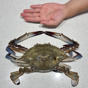 영광촌놈네수산 어부가 직접 파는 영광 숫 꽃게, 1개, 대 5kg