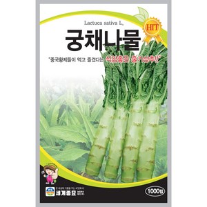 세계종묘 산들마켓 궁채나물 씨앗 1000립 줄기상추 궁채나물씨 종자, 1개