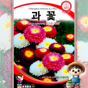 남흥원예사 과꽃 300립 원예 관상 조경 화단 용 꽃 씨 씨앗 종자 세계종묘, 1개