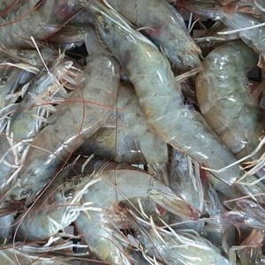 지구팡 국내산 제철 흰다리 새우 1kg 30미내외 2kg 70미내외 대하 새우철 왕새우 활새우 흰다리새우, 1개