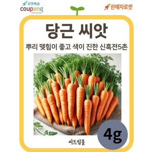 씨드림몰 당근 씨앗 신흑전5촌 종자 4g 봄 여름 가을 파종, 1개