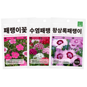 패랭이꽃 씨앗 3종세트 500립 다년생 노지월동 야생화 종자 씨 겨울 봄 가을 수염패랭이 상록패랭이 수염패랭이, 3개