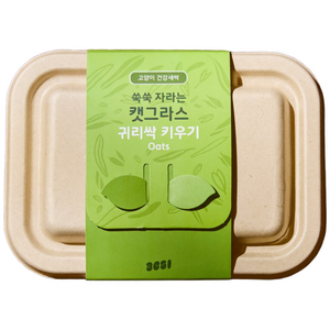 3651 쑥쑥 자라는 캣그라스 키우기 재배세트, 1개, 160g, 귀리싹