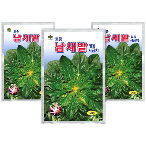 씨드코리아 남새밭 월동시금치 씨앗 20g 3봉 묶음, 1개