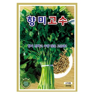 향미고수 씨앗(300립) 고수 씨 씨앗 종묘 종자 영웅 KS Coriander seeds Cilantro, 1개