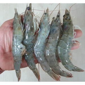 국내산 흰다리새우 1kg(30미내외) 제철 세척 신안군 활새우, 1세트
