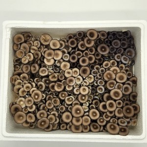 국산 무농약 GAP 인증 느타리버섯 2kg 대용량 흑타리버섯 [잼미짐], 1개