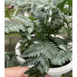 萬花叢 觀葉植物【兔腳蕨】6吋吊盆，室內盆栽，療癒植栽，綠色植物，美化空間, 兔腳蕨, 1個