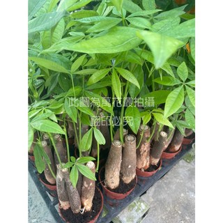 萬花叢 喬木植物 搖錢樹(3株) 3吋盆栽 迷你盆景 招財植物 辦公室盆栽, 1個