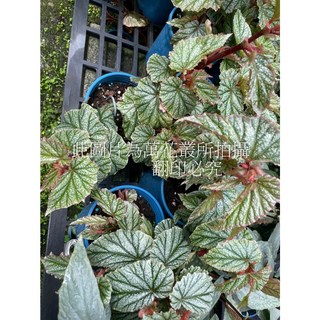 萬花叢 觀葉植物 白霜海棠 5吋盆栽 (高約10-20cm) 室內盆栽, 綠色