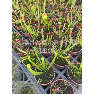 萬花叢 食蟲植物【瓶子草】3吋盆栽 - 居家綠植盆栽，有效捕蚊，新手推薦, 棕色, 1個