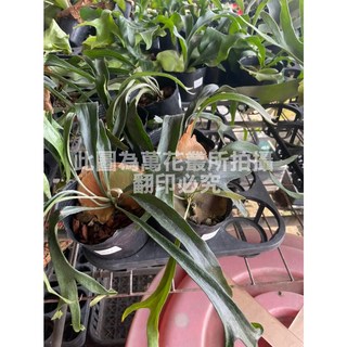 萬花叢 觀葉植物 路易士鹿角蕨 4吋黑軟盆 鹿角蕨盆栽, 黑色, 1個