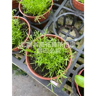 萬花叢 香草植物【洋甘菊】3吋盆栽 - 療癒香氣、淨化空氣、居家綠植, 棕色, 1個