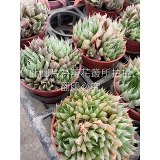 萬花叢 多肉植物 青雲之舞 3吋盆栽 療癒系盆栽 辦公室盆栽