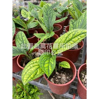 萬花叢 觀葉植物【巨大龜背芋/巨裂龜】5/6吋盆栽，室內綠植盆栽，美化空間、淨化空氣, 棕色