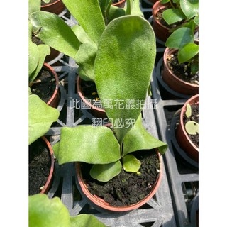 萬花叢 觀葉植物鹿角蕨 3吋盆栽 室內綠植 淨化空氣, 鹿角蕨, 1個