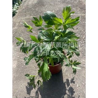 萬花叢 香草植物【山當歸/當歸】5吋盆栽 - 居家植栽、香草盆栽、綠色植物, 棕色, 1個