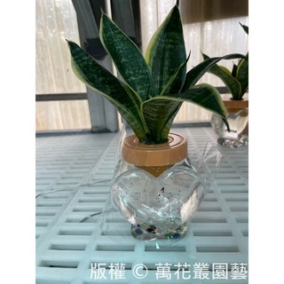萬花叢 水耕植物 虎尾蘭(隨機品種) 塑膠水耕瓶 高約38cm 盆栽, 透明, 1個