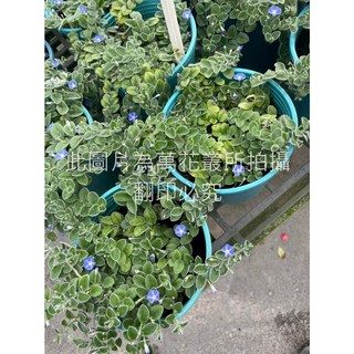 萬花叢 香草植物 土丁桂/海角七號 5吋盆栽 - 療癒系盆栽、室內綠植、淨化空氣, 藍色