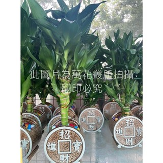 萬花叢 開運竹盆栽 (3株) 聚寶盆造型 招財開運 綠植盆栽 高約5-15cm, 棕色, 1個