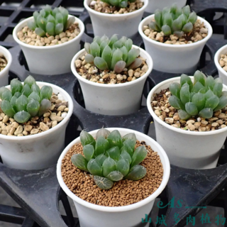 AS山城多肉植物-特選玉露交種多肉盆栽/療癒系IG網美植栽/居家藝術小品, 綠, 1個