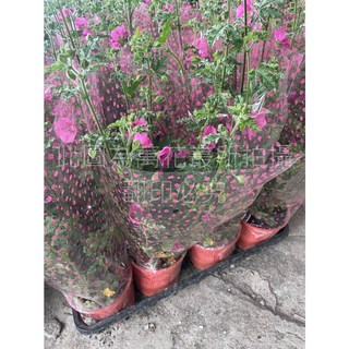 萬花叢 花卉植物【小花木槿】5吋盆栽 - 居家綠植盆栽 美化環境, 粉紅色, 1個