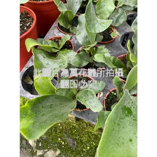 萬花叢 觀葉植物 普鹿鹿角蕨 3吋盆栽 室內綠植 淨化空氣, 1個