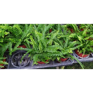 萬花叢 觀葉植物【綴化腎蕨】3吋盆栽 - 室內綠植盆栽、淨化空氣、新手推薦