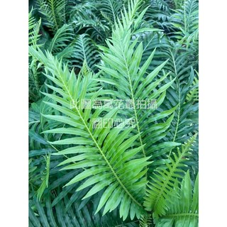 萬花叢 觀葉植物【美人蕨/富貴蕨】5/6吋盆 - 室內綠植盆栽