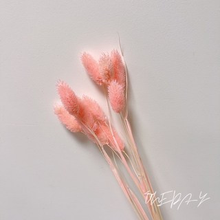 ONEDAY 加那利寶石草乾燥花束 (10隻) 美人草 乾燥花材 攝影道具 居家裝飾 婚禮佈置, 深粉