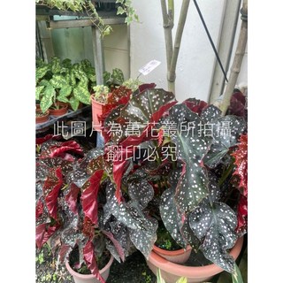 萬花叢 觀葉植物 羅西海棠/羅西秋海棠 7吋盆栽 (無法超取), 1個