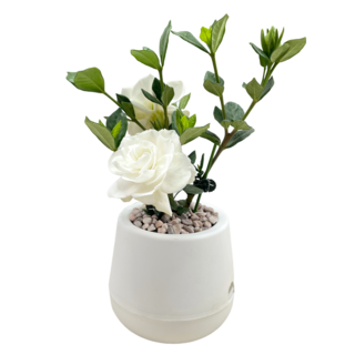小品文化 梔子花盆栽, 白色盆子, 1個