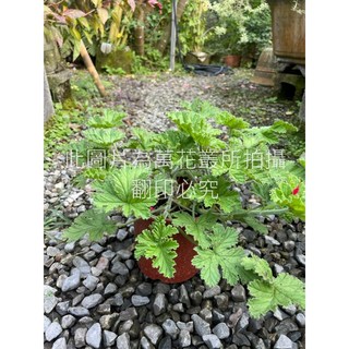 萬花叢 香草植物 香草盆栽/室內盆栽, 玫瑰天竺葵, 1個