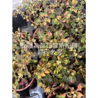 萬花叢 水生植物 彩莧草 1.5吋盆栽 盆景裝飾 淨化水質, 多色, 1個