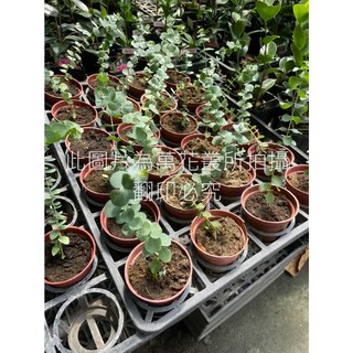 萬花叢 觀葉植物 藍寶貝尤加利 室內盆栽, 1個