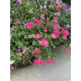 萬花叢 花卉植物 美女櫻 5吋盆栽 (隨機出貨) 陽台盆栽 花園植物, 多色, 1個