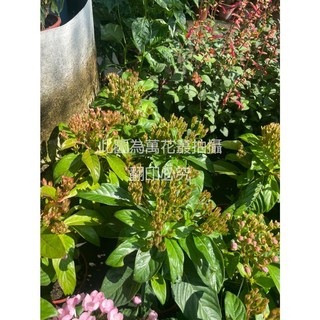 萬花叢 滇丁香 灌木植物 (株高約10-25cm) 室內盆栽, 1個