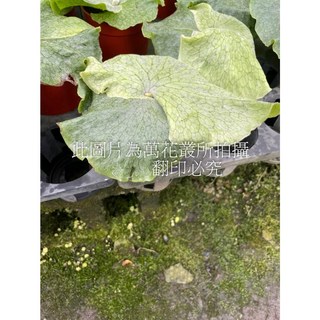 萬花叢 觀葉植物 巨獸鹿角蕨 3吋盆 居家綠植 淨化空氣, 1個