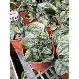 萬花叢 觀葉植物 花葉龜背芋 5/6吋盆 室內盆栽 淨化空氣, 1個