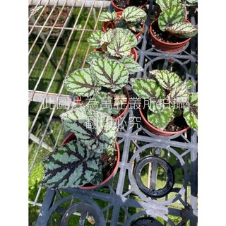 萬花叢 觀葉植物 仙子海棠 3吋盆栽 室內盆栽 淨化空氣, 1個