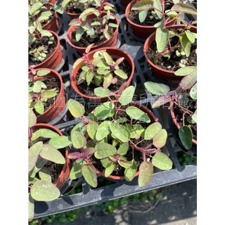 萬花叢 香草植物檸檬桉 3吋盆栽，清新香氣，驅蚊蟲，居家綠植盆栽, 棕色