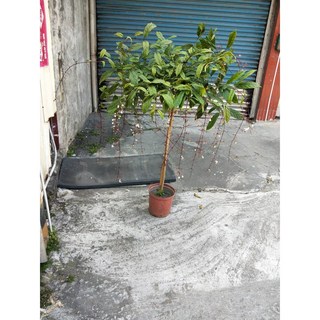 萬花叢 灌木植物 白玉蝶/垂茉莉 8吋盆栽 (高80-100cm) 室內盆栽 綠植, 綠色, 1個