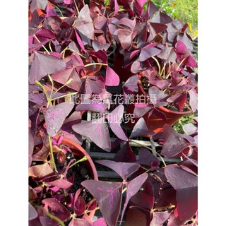 萬花叢 觀葉植物【紫色幸運草】 - 室內盆栽 幸運草盆栽, 紫色, 1個